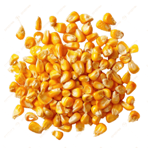 Popcorn Seeds - مکئی کے دانے